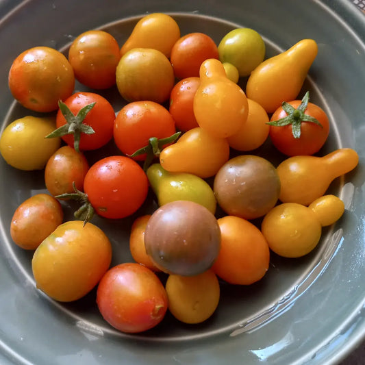 Tu PRIMERA SIEMBRA: Por qué iniciar con TOMATES 🍅