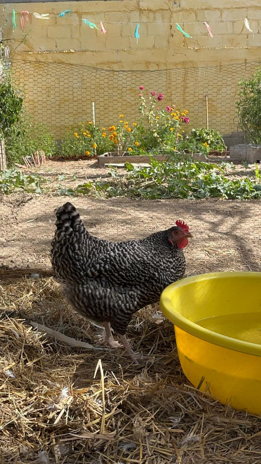Beneficios de Tener Tus Propias Gallinas en Casa
