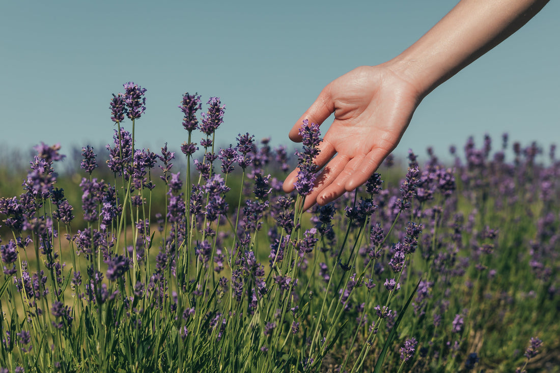 🌿 Volver a lo Natural: el regalo de usar productos nobles y aceites esenciales
