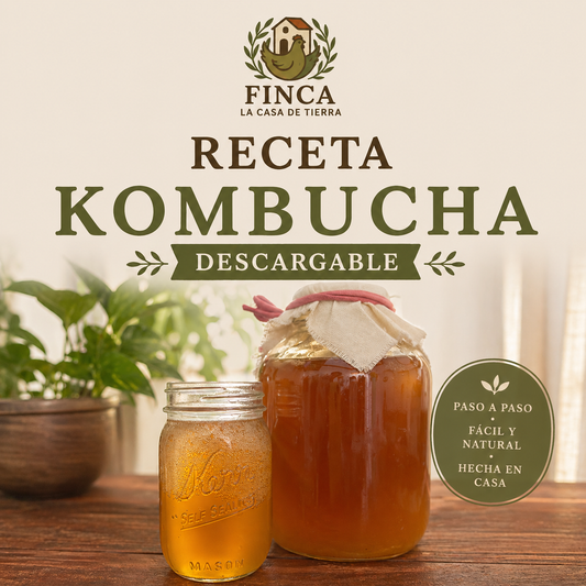 Receta Kombucha Casera