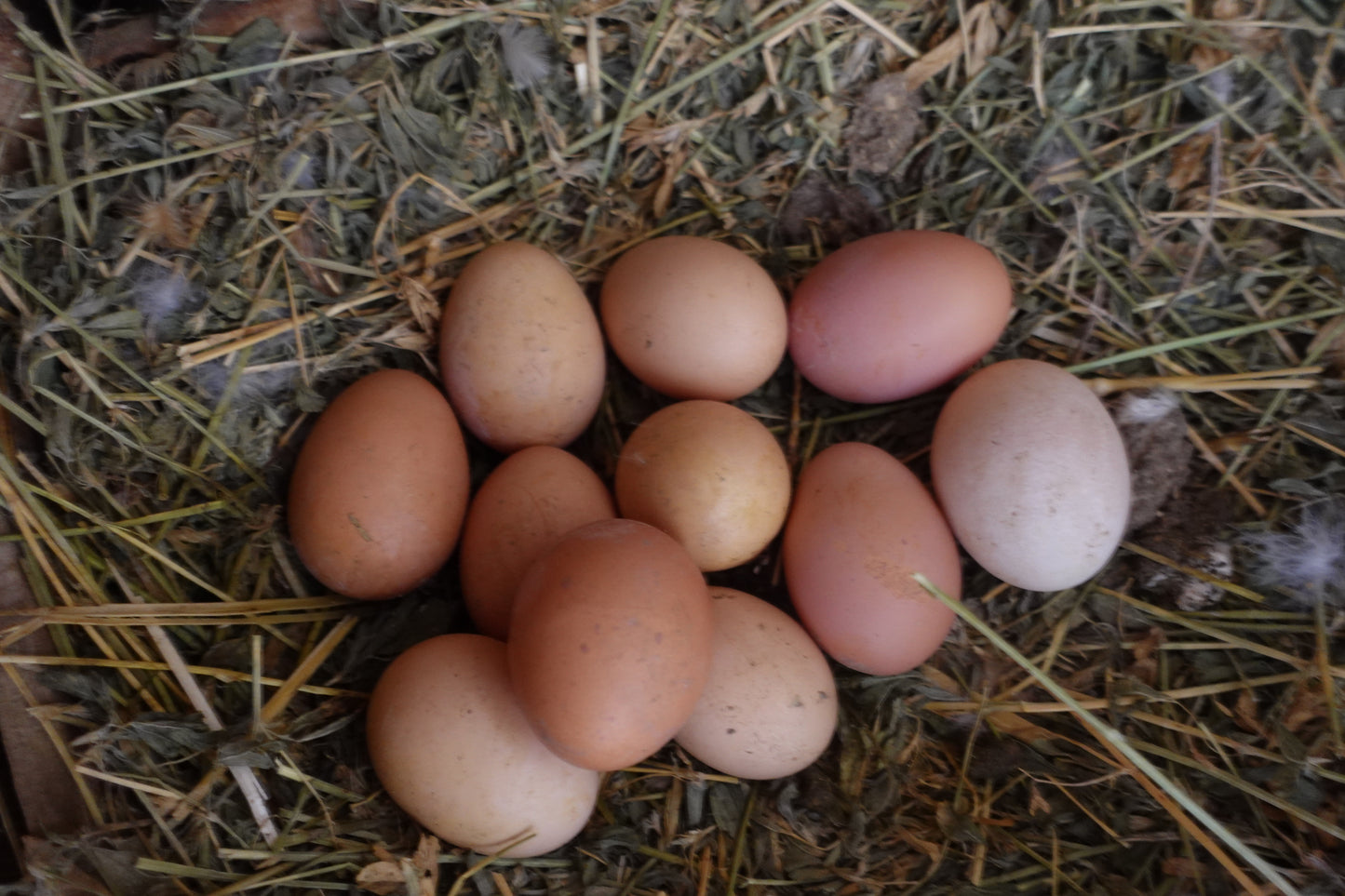 Curso Online Cómo criar gallinas ponedoras desde cero