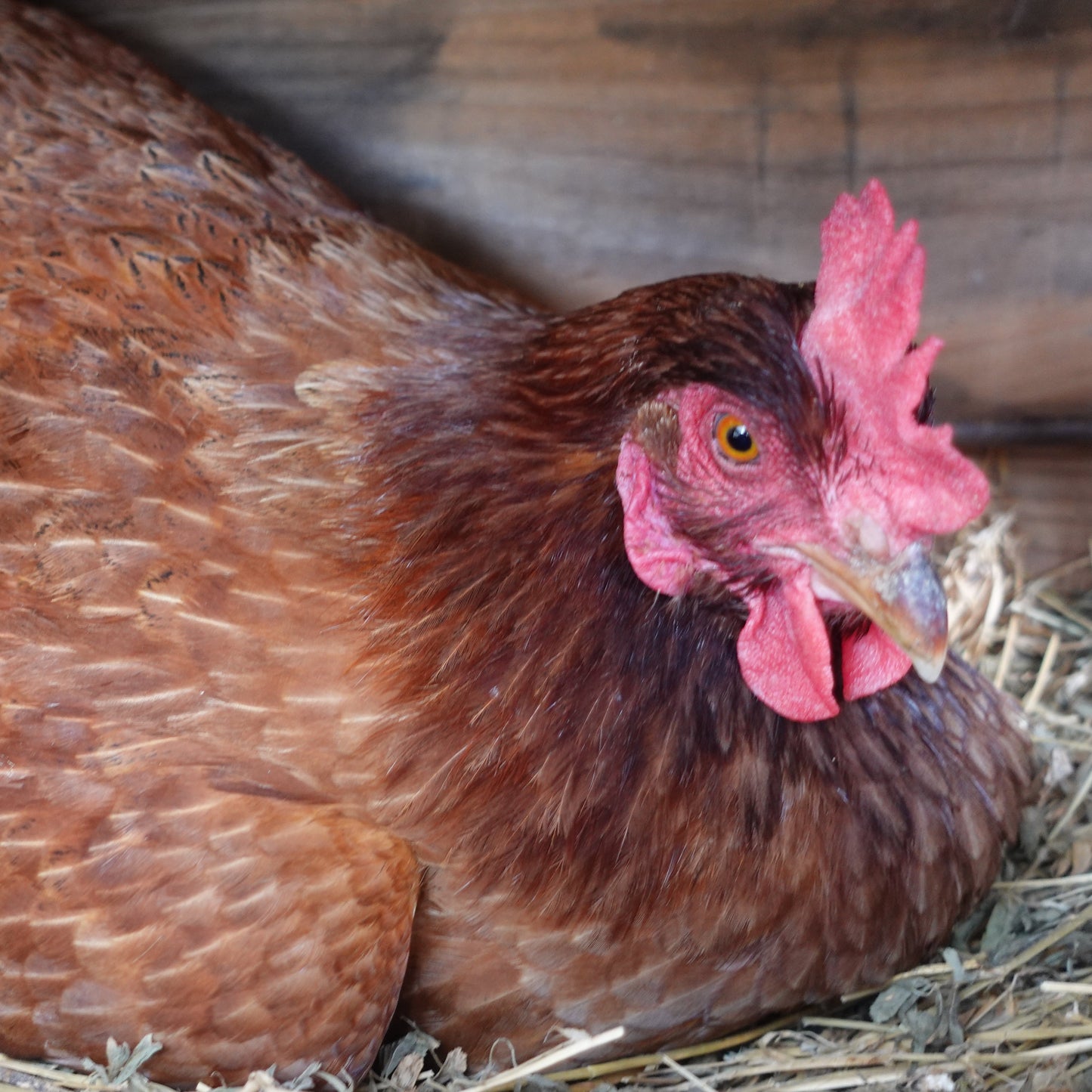 Curso Online Cómo criar gallinas ponedoras desde cero
